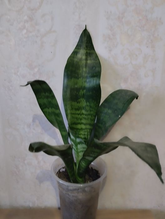 Сансевьерия сортовая  .
