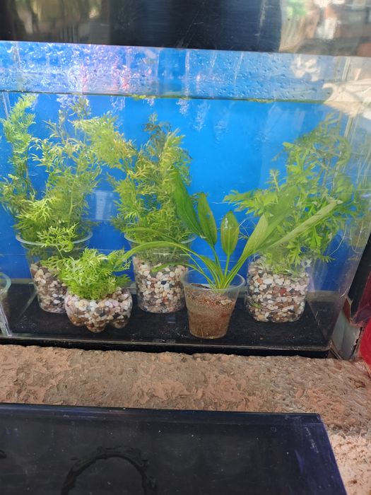 Аквариумные растения!