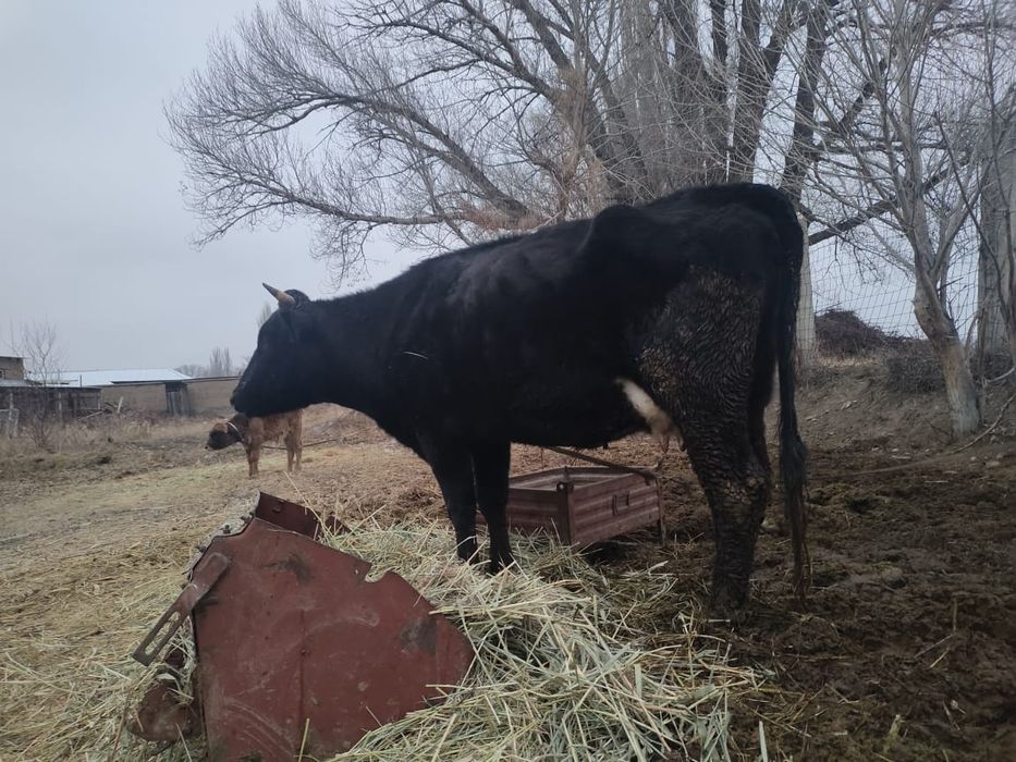 Продается корова