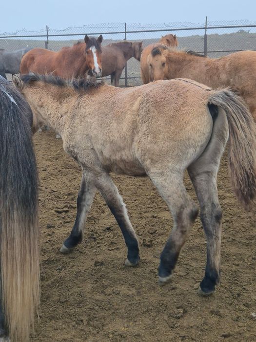 Мугалжар жабагылар