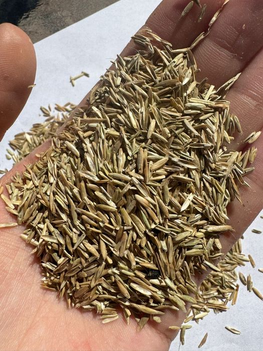 Samanta iarba, coasa,pasune,amestec,Sudan