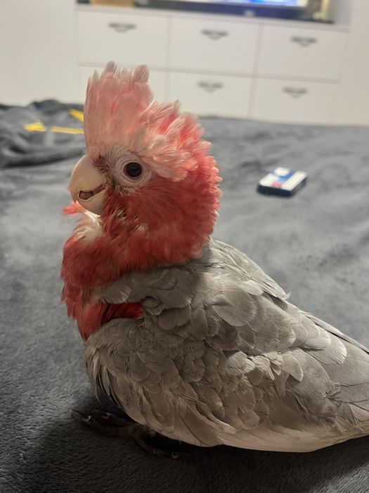 Cockatoo Galah / Cacadu roz – pui crescut la mână, foarte blând