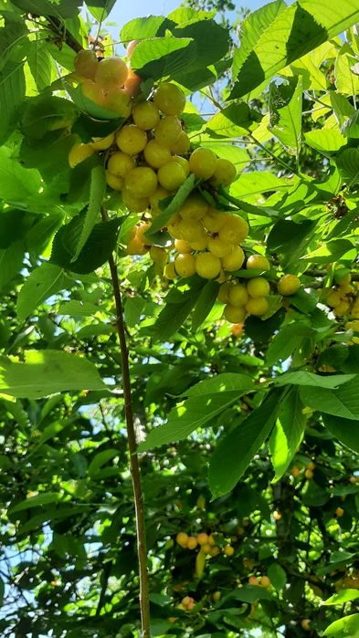 Особняк на Химпаселке