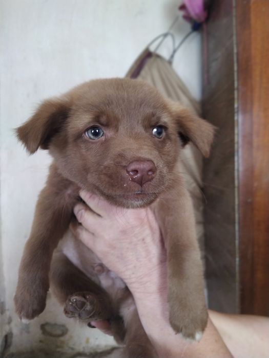 собаки в хорошие руки