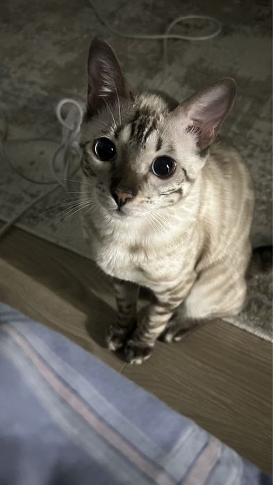 Бенгальская кошка