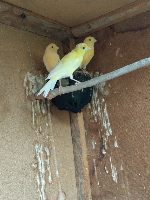 Канарейка бартер на кур