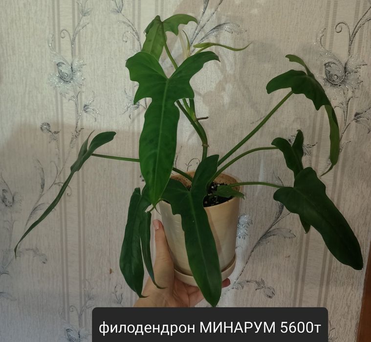 Филодендрон Минарум 5800т
