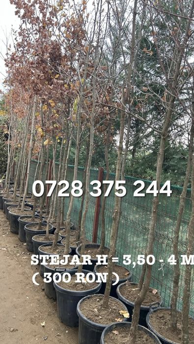 Stejar platan tei