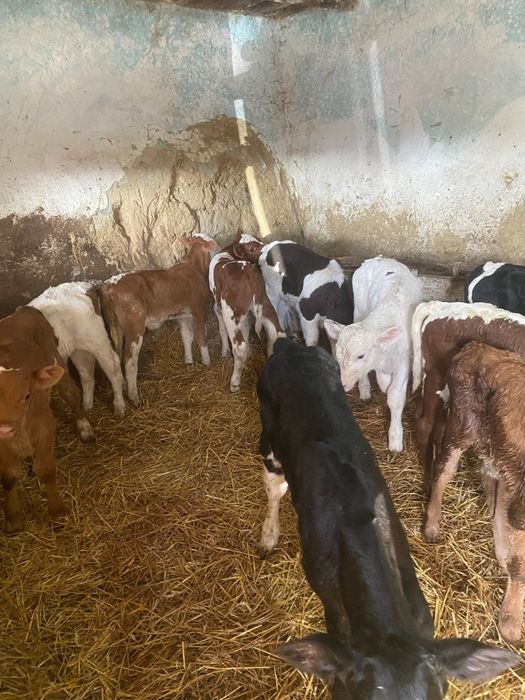 Vând viţei de carne