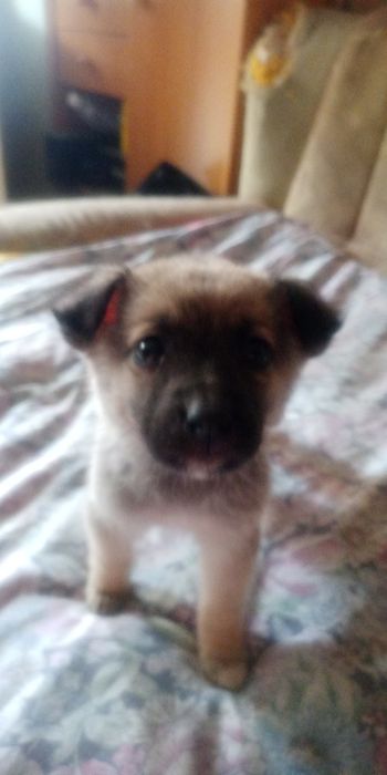 Щенки двор терьер