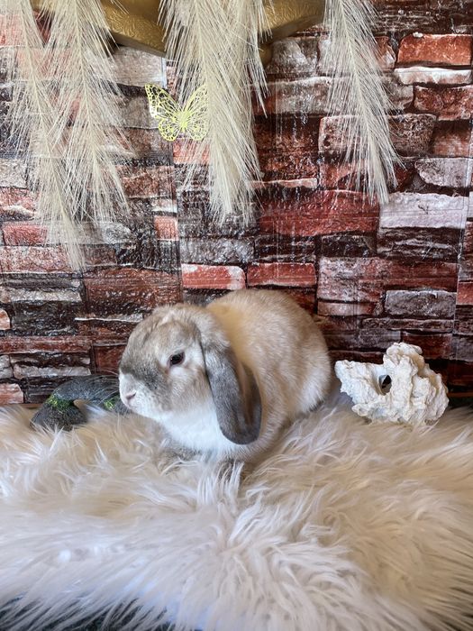 Vand iepuri berbec pitic din 8 februerie