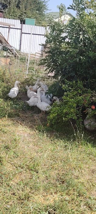 Утки пикинк крупные молодые!