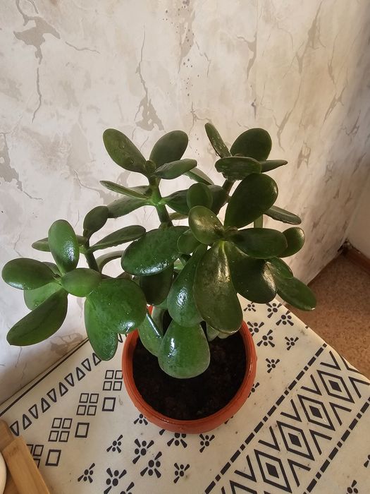 Продам шикарные толстянки (красулы)