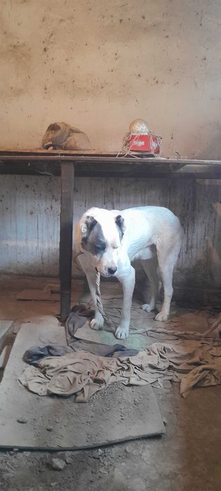 Алабай 7 месяцев кобель Алабай 7 ойлик угил бола