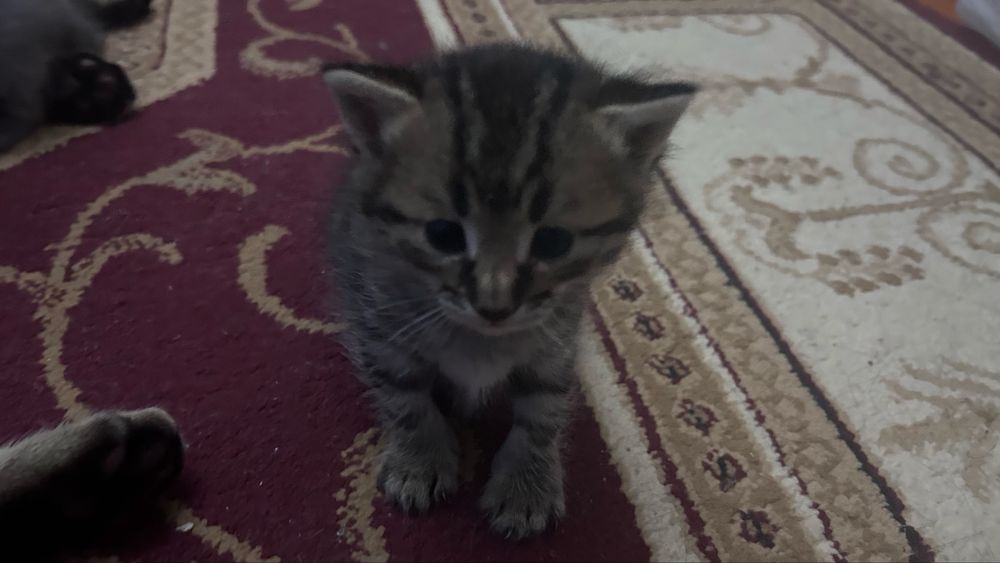 Срочно отдам котят в добрые руки!