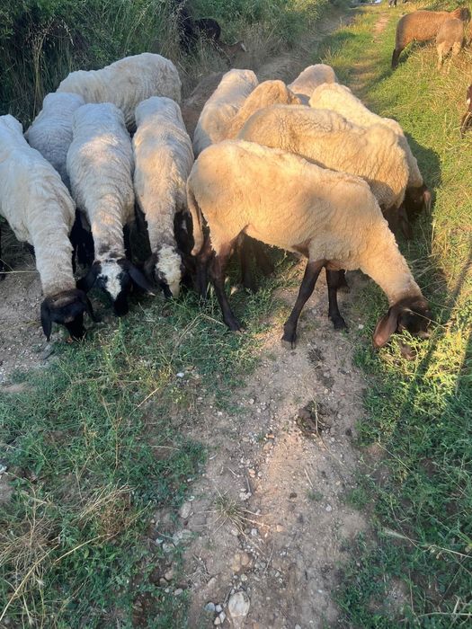 Vand capre / țapi judetul Mehedinți
