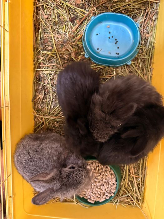 Кролики декоративные