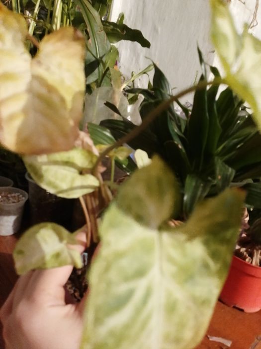 Цвиточик  Сингониум