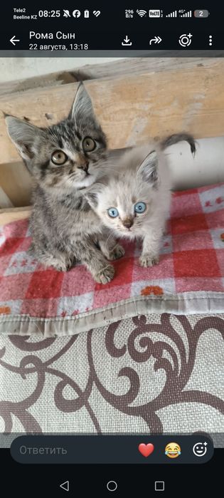 Отдам котят в добрые руки к лотку приучены кушают все