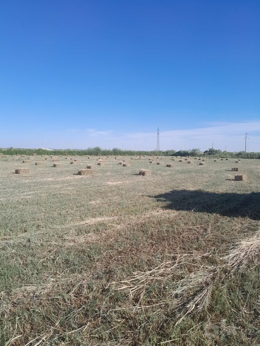 Pires sotiladi soniga qarab kelishamiz