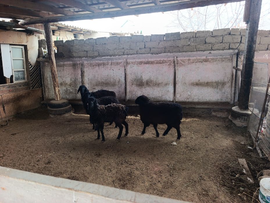 Семіз тоқтылар сатылады