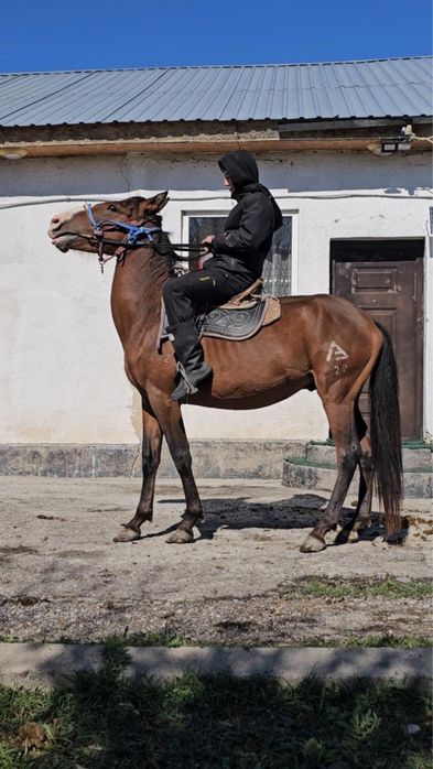 Дөнен қарабайыр айғыр