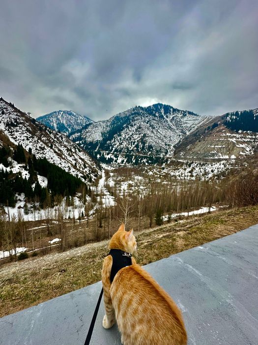 Ищем дом для кота