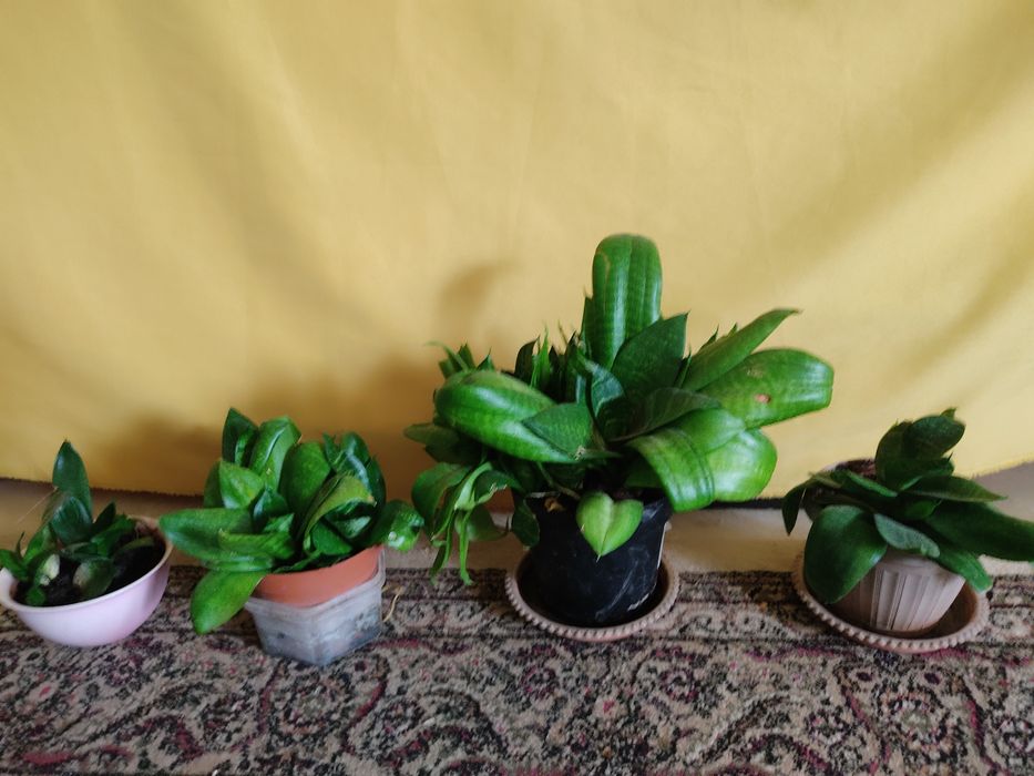 Комнатные цветы.