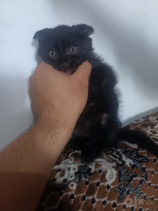 Mushuk zotli erkak