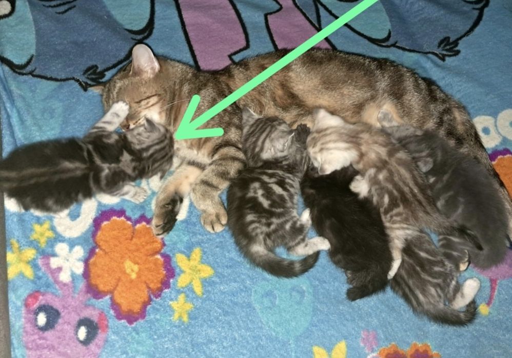 Шотландский вислоухий котёнок