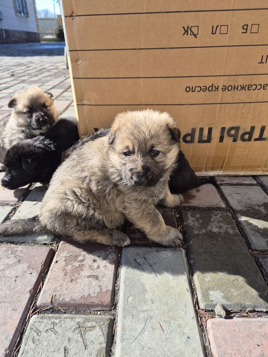 Шенки полу овчарки