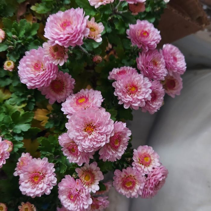 Продам хризантемы