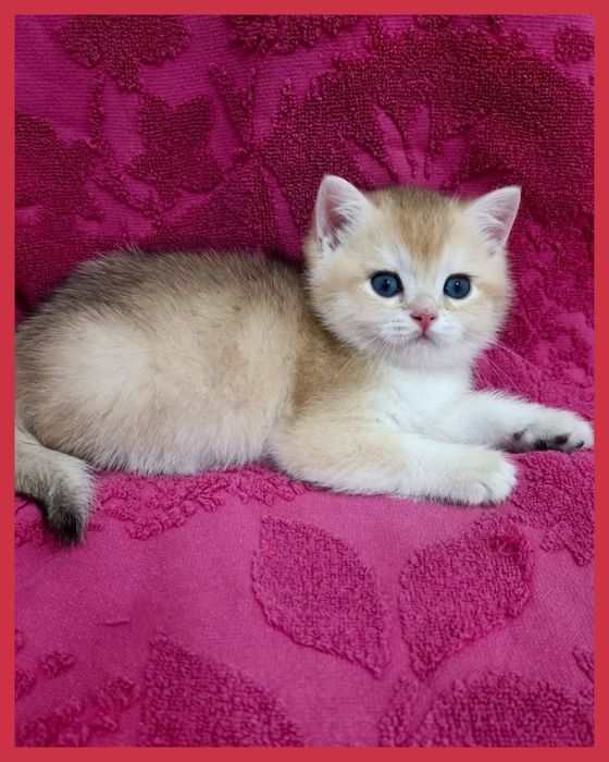 Продаются золотые шиншиллы