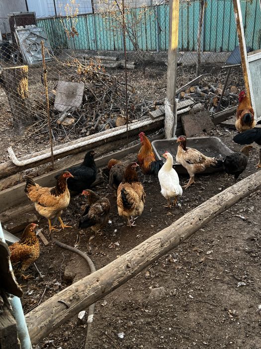 Тауықтар сатылады