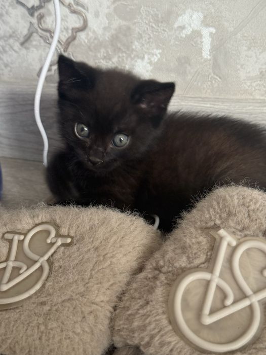 Отдаются котята в добрые руки