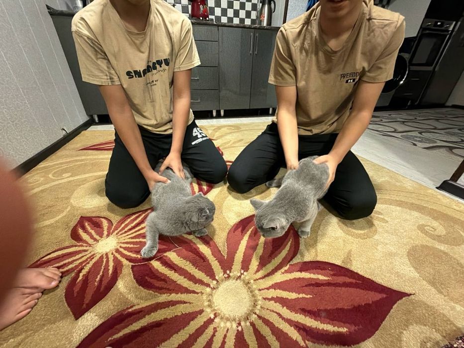 продаются породистые котята SCOTTISH