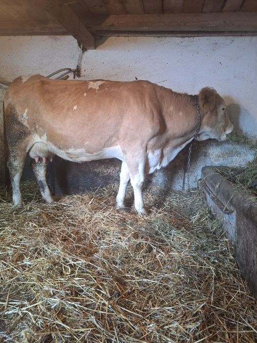 Vând 2 vaci de lapte