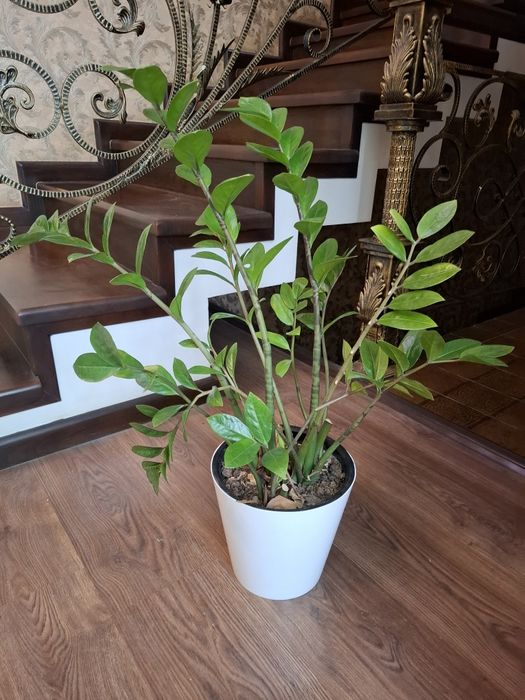 Замиокулькасы.  Продаётся