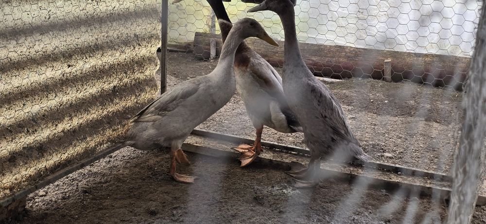 Mascul rața alergatoare indiana