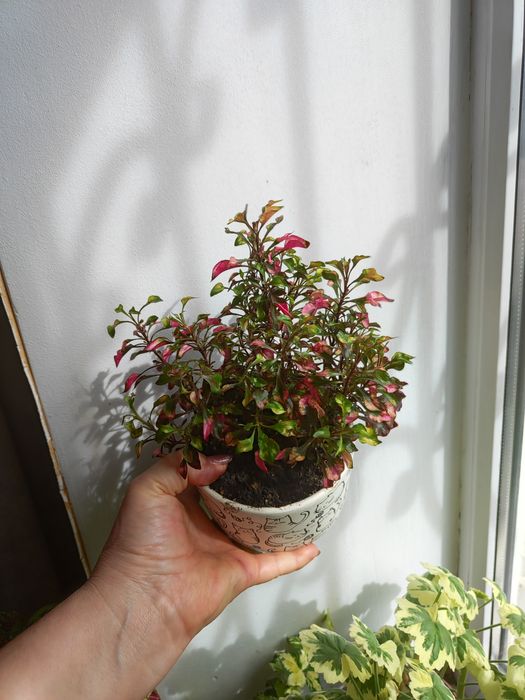 Цветы  Комнатные