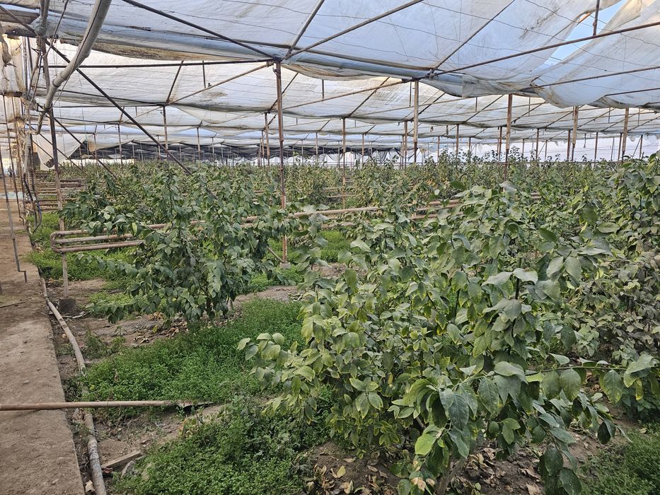 Иссикхона Теплица Парник Лимонария Навоий Вилоят Кармана Эски Шахарда