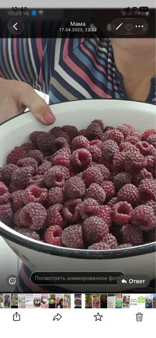Продам саженцы малины ремонтантной