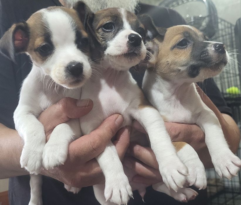 Джек рассел терьер