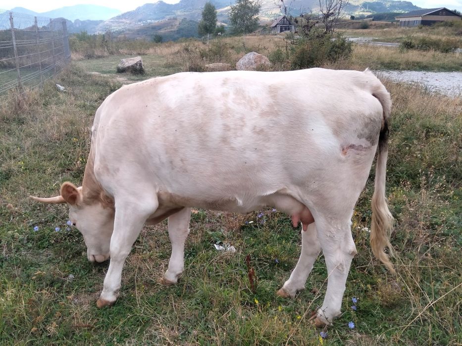De vanzare junincă la prima fatare