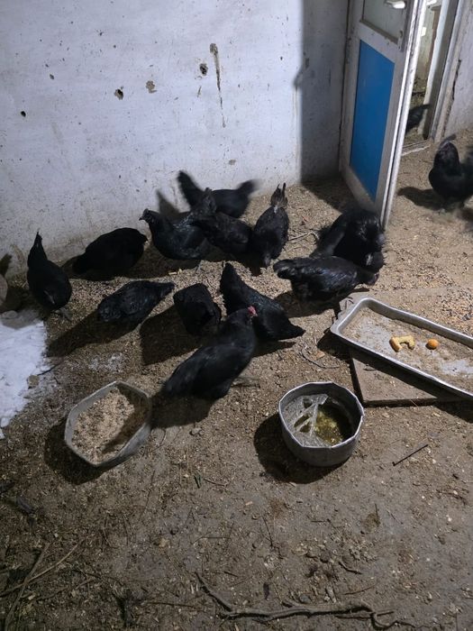 Продам петухов и курей .