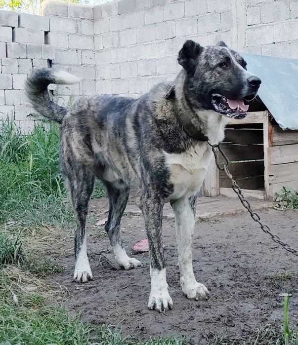 Тобет сатылады срочно