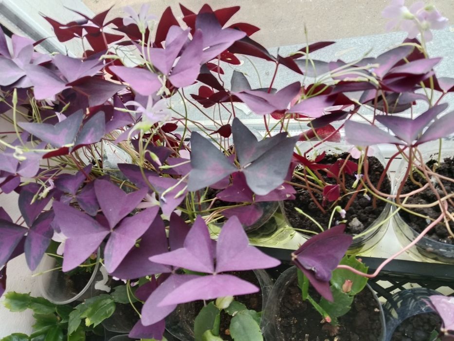 Продам цветок Кислица