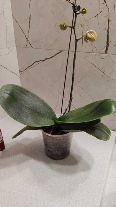 Орхидея фаленопсис Кимоно