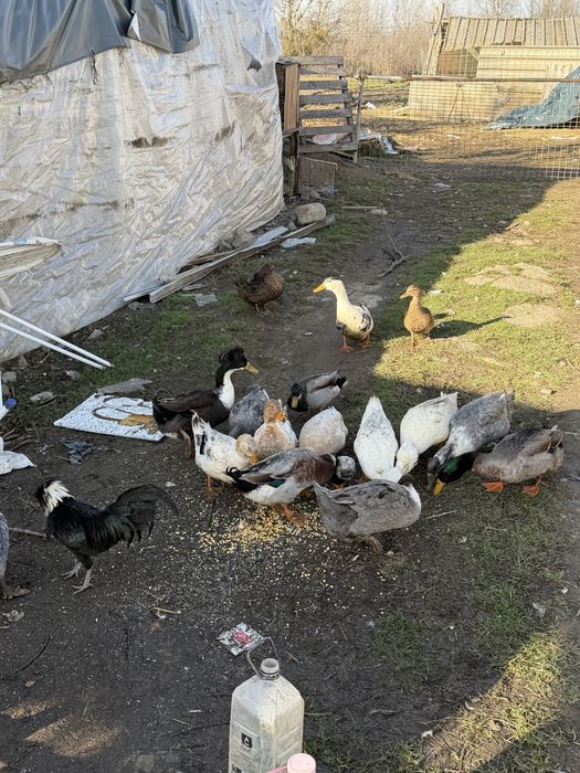 Vand rațe românești moțate si strecher