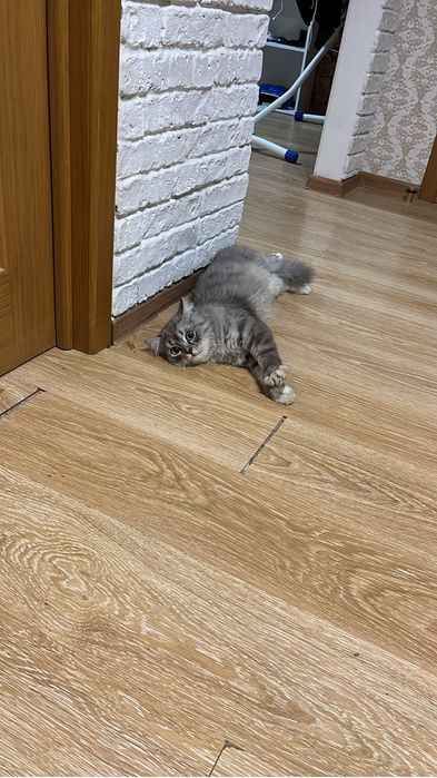Кошка бесплатно ..